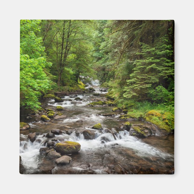 Imã Floresta Nacional Siuslaw | Sweet Creek (Frente)