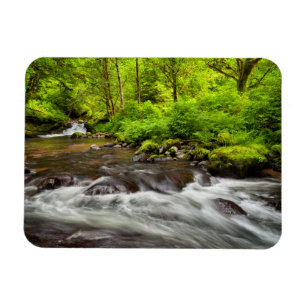 Ímã Floresta Nacional Siuslaw, Sweet Creek, Oregon