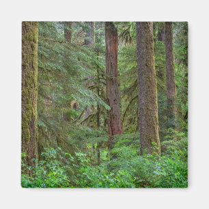 Imã Floresta Nacional Willamette Oregon