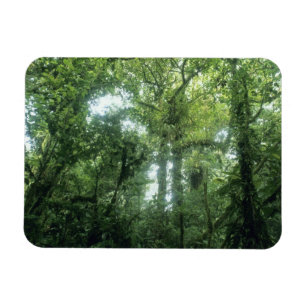 Ímã Floresta Nubosa de Monteverde, Costa Rica.