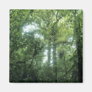 Imã Floresta Nuvem Monteverde, Costa Rica.