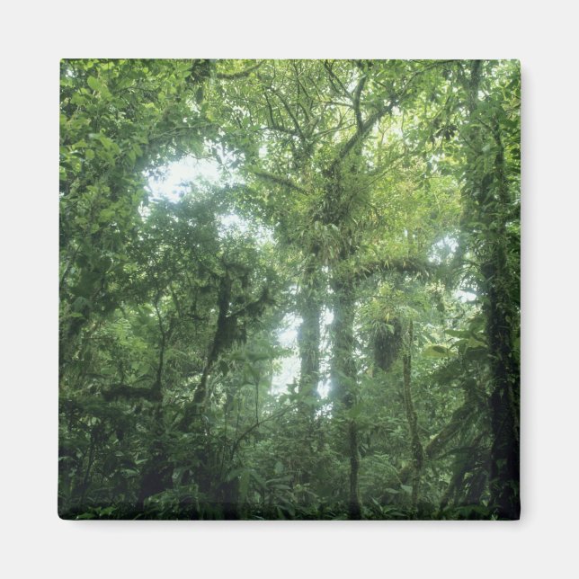 Imã Floresta Nuvem Monteverde, Costa Rica. (Frente)