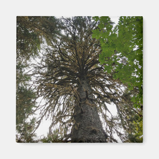 Imã floresta tropical