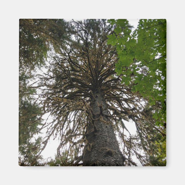 Imã floresta tropical (Frente)