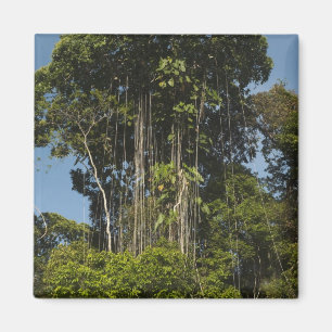 Imã Floresta tropical à beira do rio Rewa, Guiana