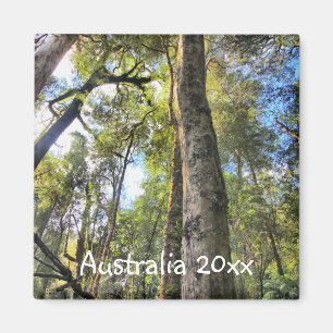 Imã Floresta Tropical Australiana Eucalyptus Gum Trees