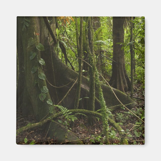 Imã Floresta tropical, Rio Mapari Norte Rupununi, (Frente)