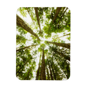 Ímã Floresta tropical verde luxúria