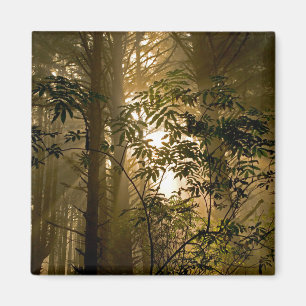 Imã Floresta Verde Costa do Oregon