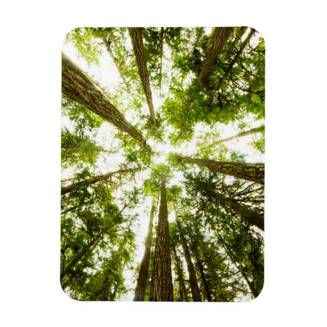 Ímã Floresta Verde Esmagadora (Vertical)