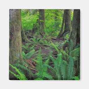 Imã Floresta Verde Exuberante Cênica