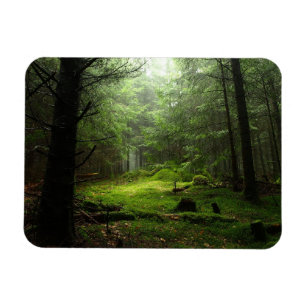 Ímã Florestas   Auvergne França