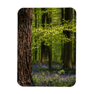 Ímã Florestas   Bluebells na Bélgica