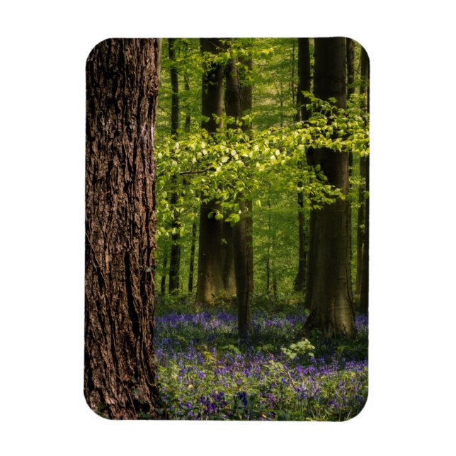 Ímã Florestas | Bluebells na Bélgica (Vertical)