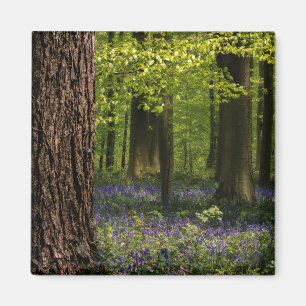 Imã Florestas Bluebells na Bélgica