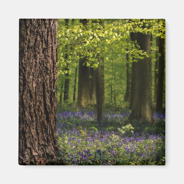 Imã Florestas | Bluebells na Bélgica (Frente)