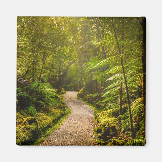Imã Florestas | Caminho Para A Floresta (Frente)