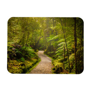 Ímã Florestas Caminho Para A Floresta
