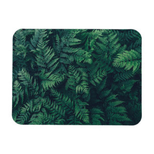 Ímã Florestas Ferns De Madeira