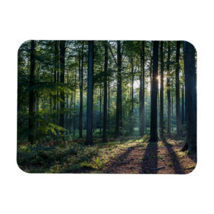 Ímã Florestas   Floresta Negra Alemanha