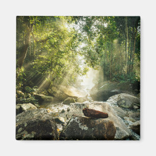 Imã Florestas   Floresta Tropical Selva