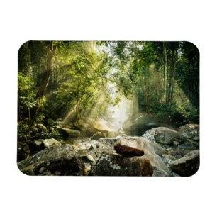 Ímã Florestas Floresta Tropical Selva