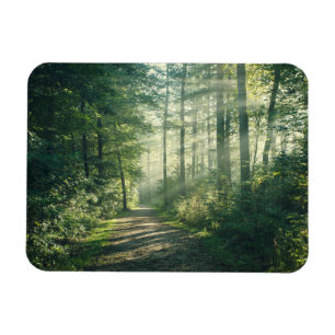 Ímã Florestas   Forest Path Hamburg Alemanha