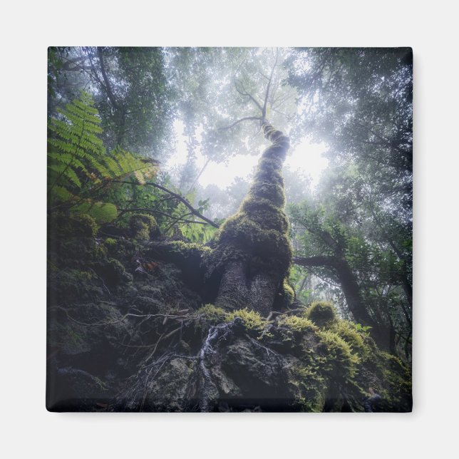 Imã Florestas | Ilhas Canárias do Parque Rural de Anag (Frente)