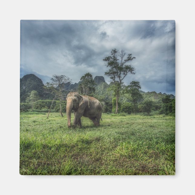 Imã Florestas | Parque Nacional de Kao Sok (Frente)
