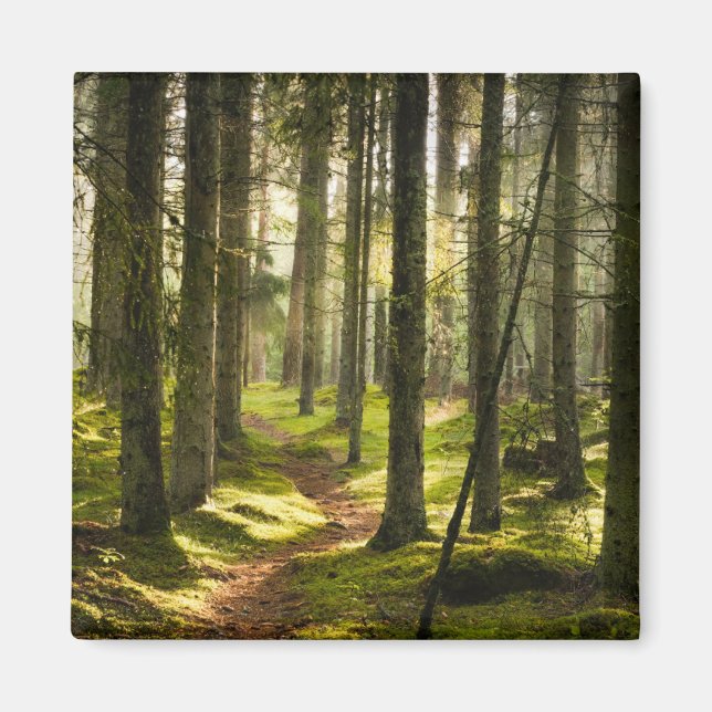 Imã Florestas | Suecia florestal boreal (Frente)