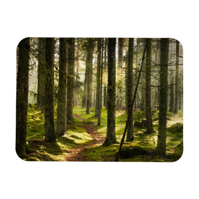 Ímã Florestas | Suecia florestal boreal (Horizontal)