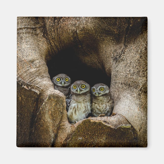 Imã Florestas | Três Corujas (Frente)