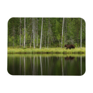Ímã Florestas Urso na Taiga Forest Norte, Finlândia
