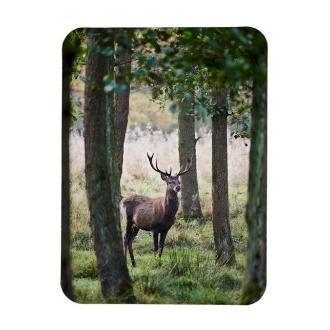 Ímã Florestas | Woodlands & Red Deer (Vertical)