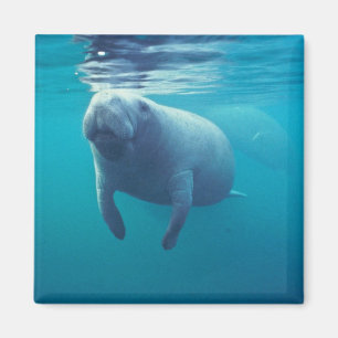 Imã Florida Manatee