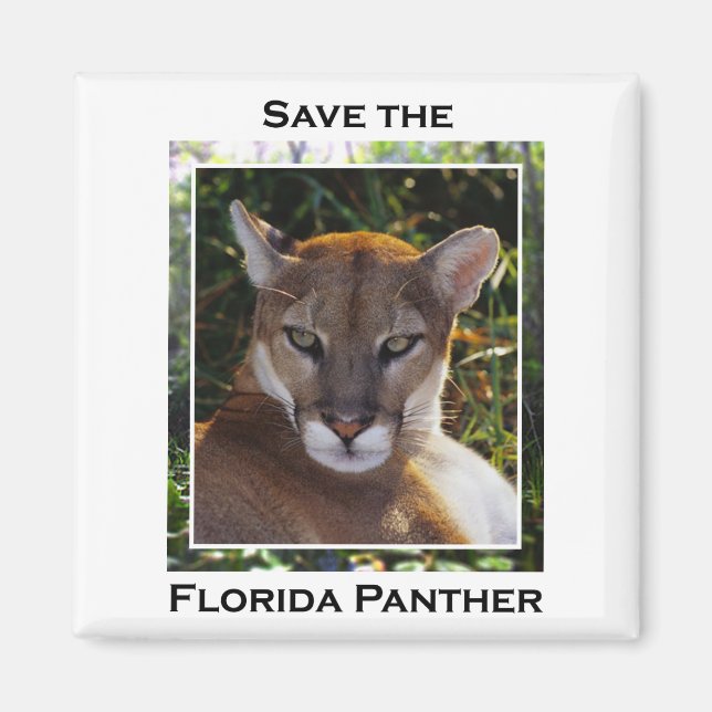Imã Flórida Panther (Frente)