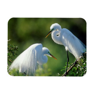 Ímã Flórida, Veneza, Santuário Audubon, Garça-Comum