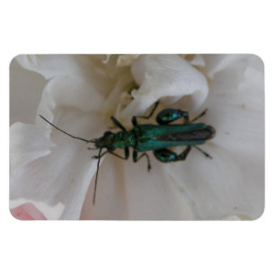 Ímã Flower Beetle Premium Magnet