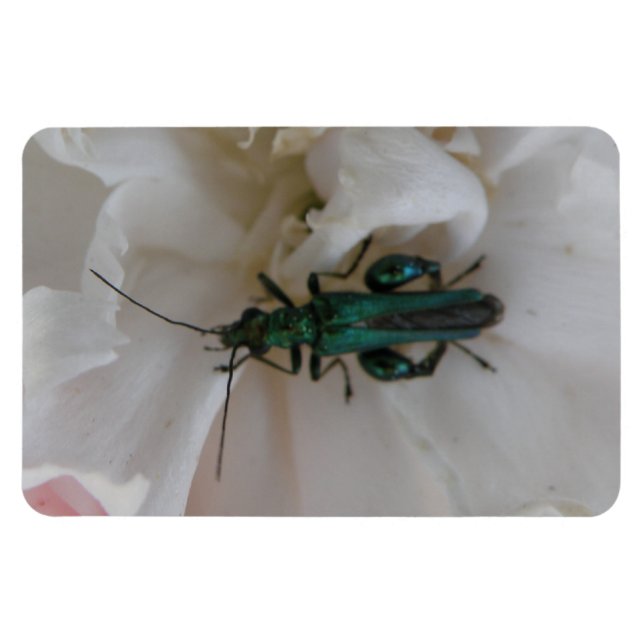 Ímã Flower Beetle Premium Magnet (Horizontal)
