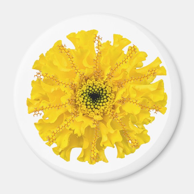 Imã Flower Chemistry Magnet Marigold (Frente)
