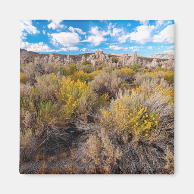 Imã Flowers | Blooming Sagebrush California (Frente)