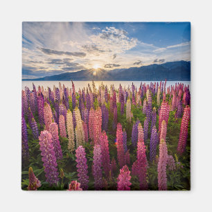 Imã Flowers   Lupines New Zealand