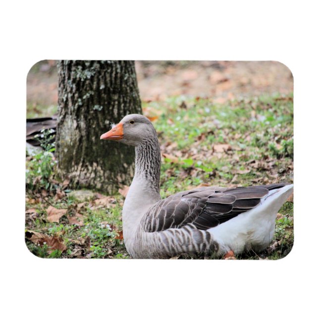 Ímã Fluff (Horizontal)