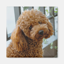 Imã Fluffy Brown Poodle Puppy Dog