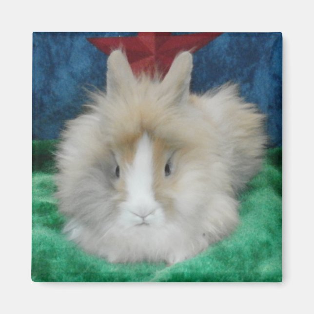Imã Fluffy Lionhead Bunny Rabbit (Frente)