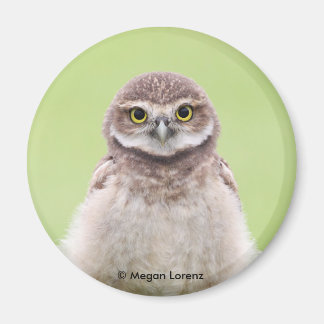 Imã Fluffy Owlet Magnet