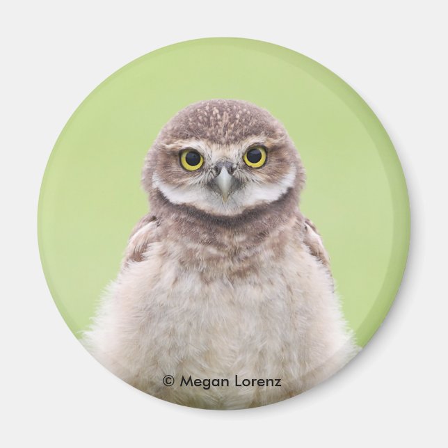Imã Fluffy Owlet Magnet (Frente)