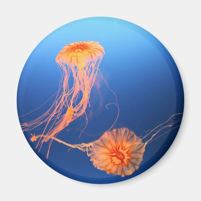 Imã Flutuando Juntos (Frente)