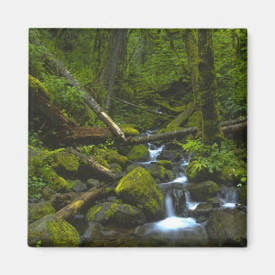 Imã Fluxo de Florestas Tropicais Temperadas no Rio Col