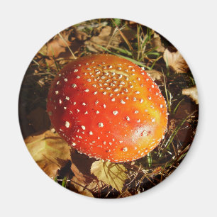 Imã Fly Agaric Mushroom Magnet